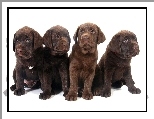 Psy, Szczeniaki, Słodkie, Labrador
